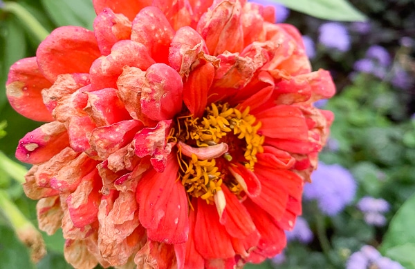 rain soaked zinnia