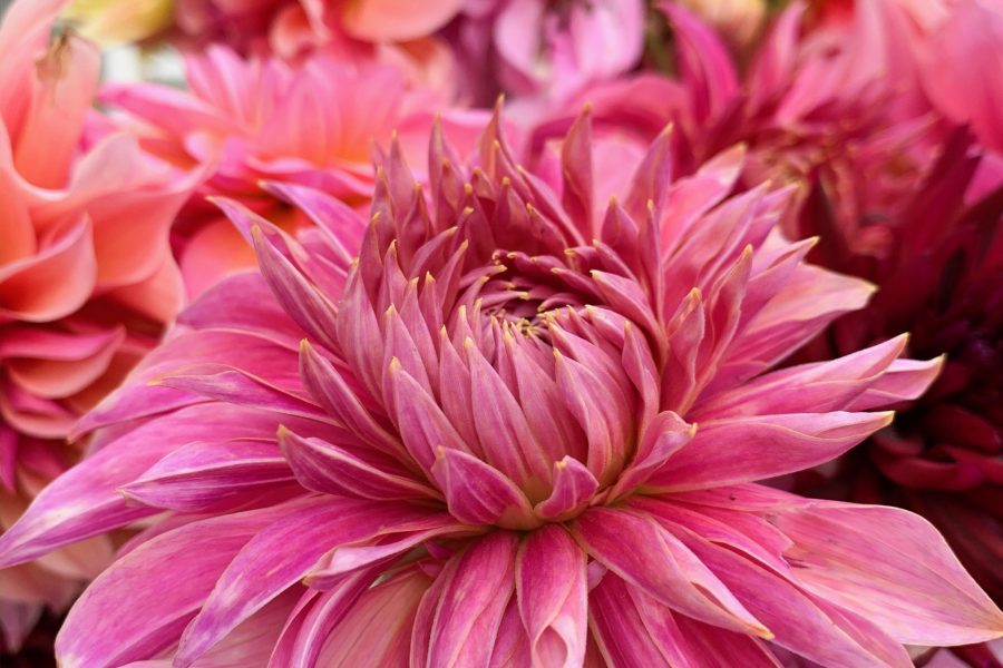 Penhill dark monarch dahlia