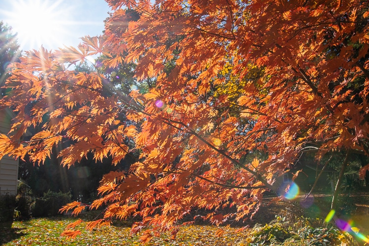 Acer Acontifolium