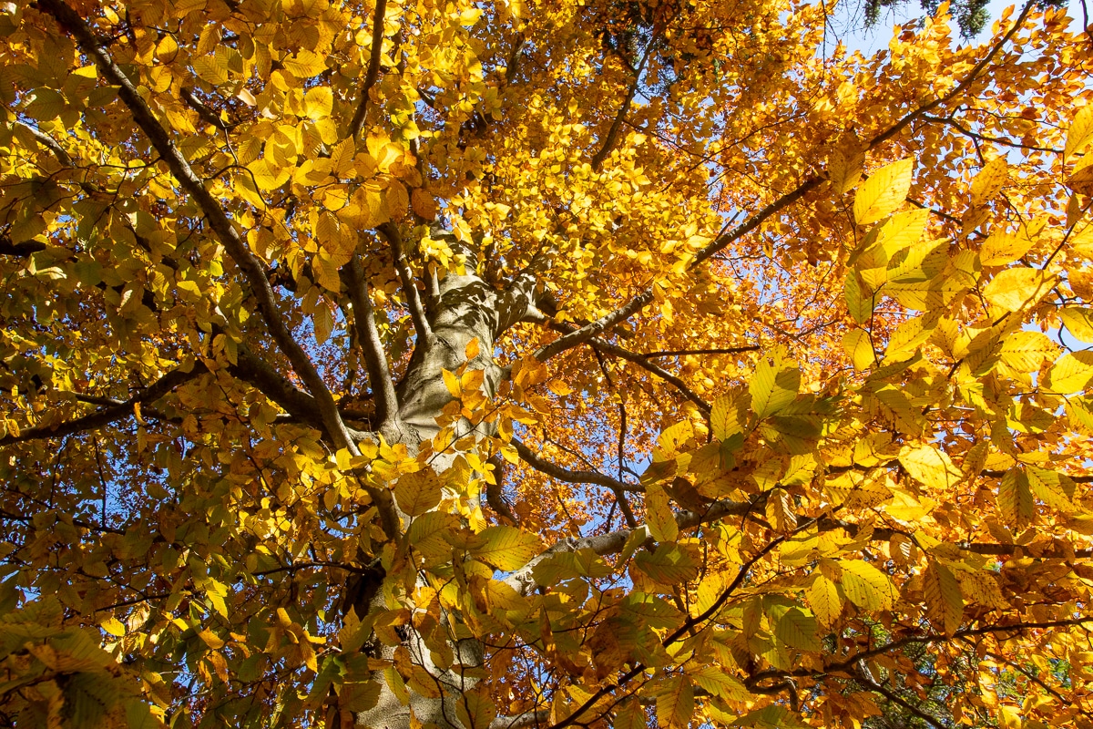 Beech tree