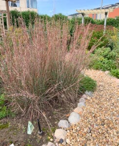 Little bluestem grass