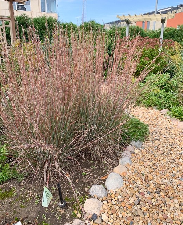 Little bluestem grass