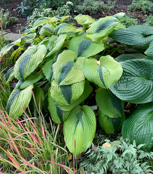 'Goodness Gracious' hosta