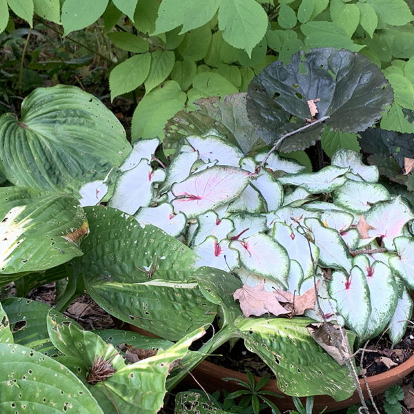 caladiums in pot