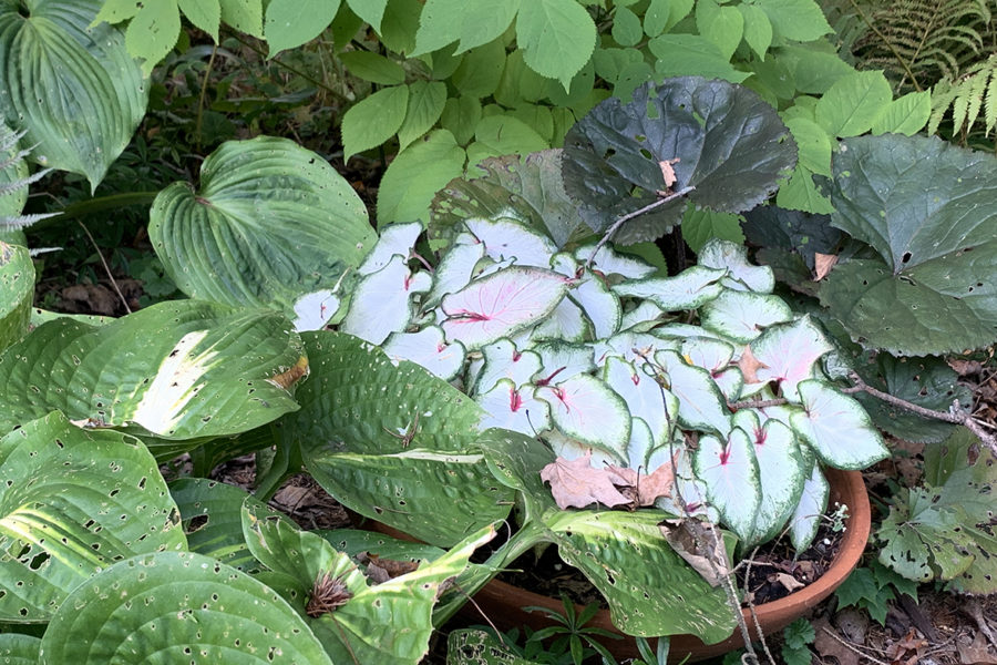 caladiums in pot