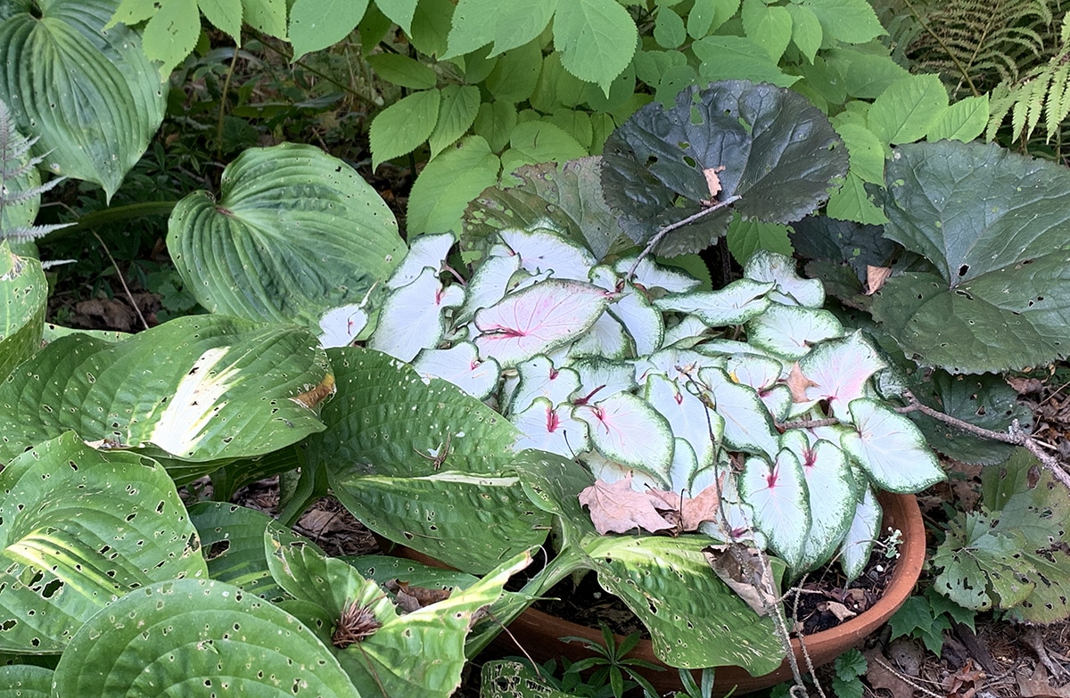 caladiums in pot