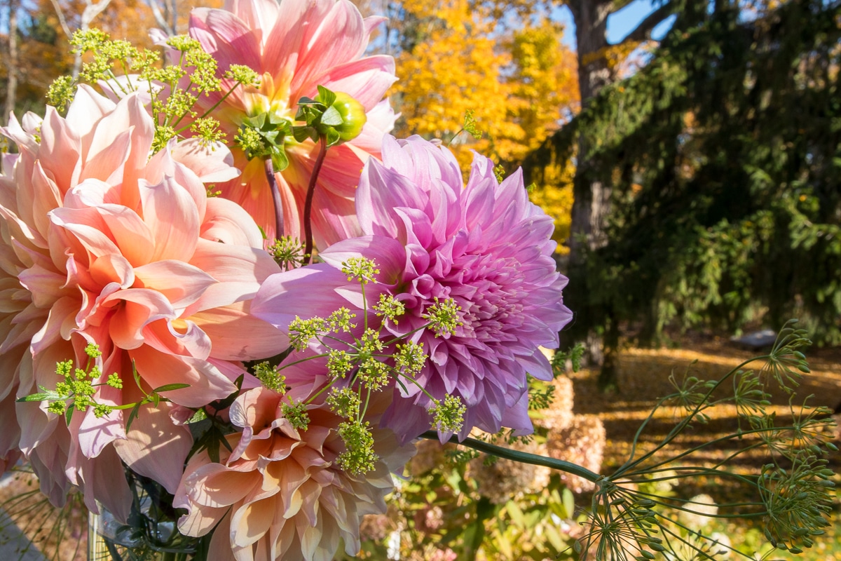 fall dahlia bouquet