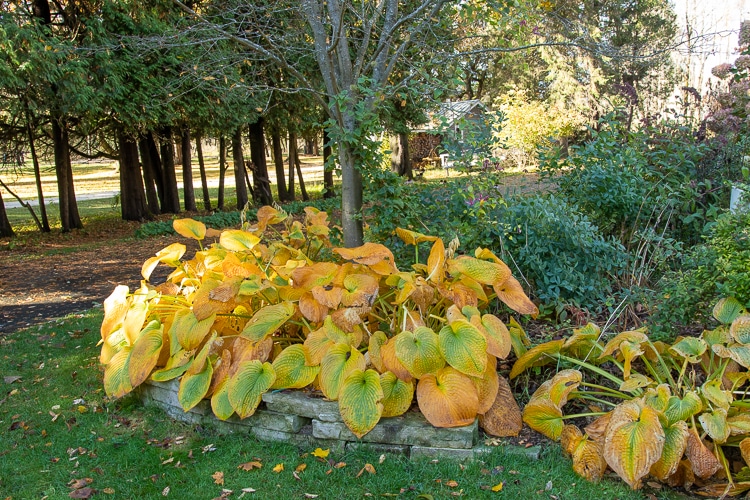 hosta fall color