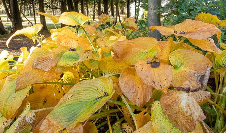 hosta fall color