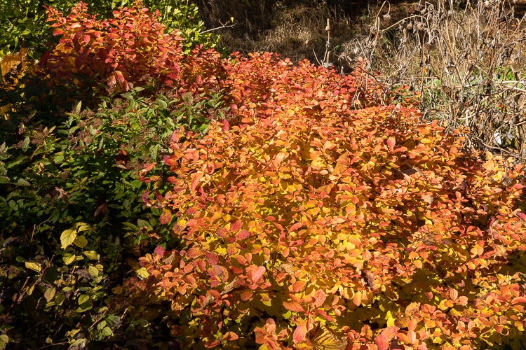 spirea glow girl