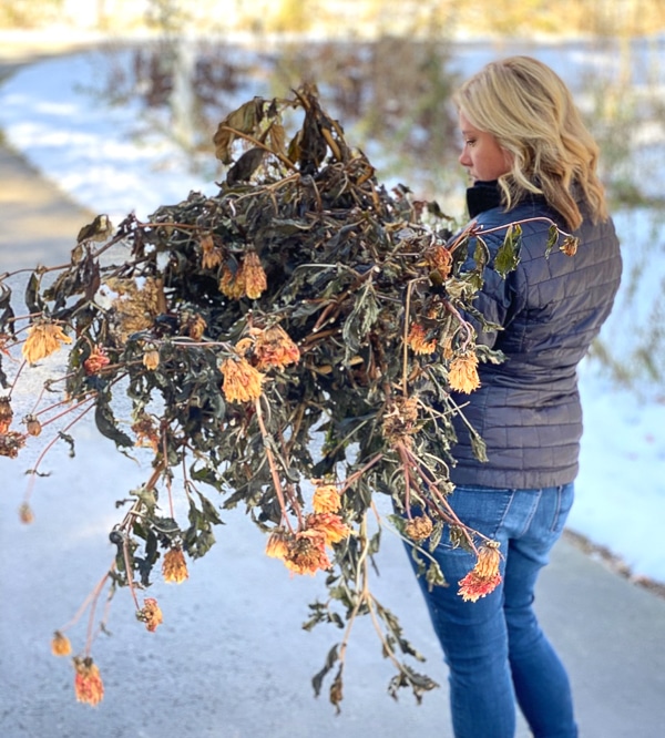 armful of dead dahlias