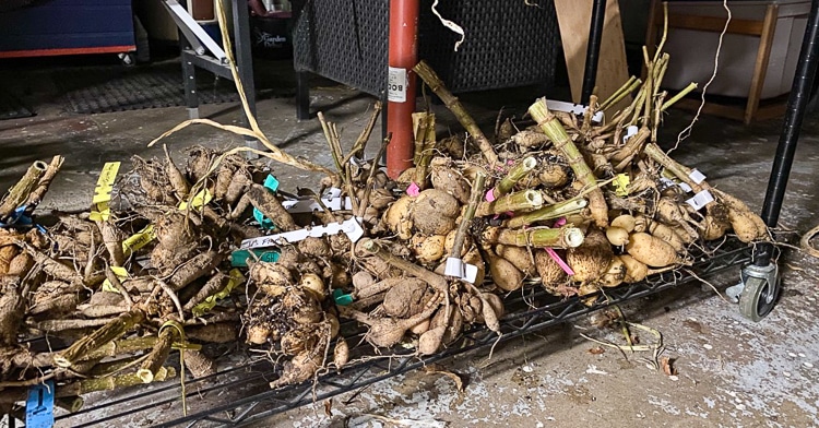 drying dahlias