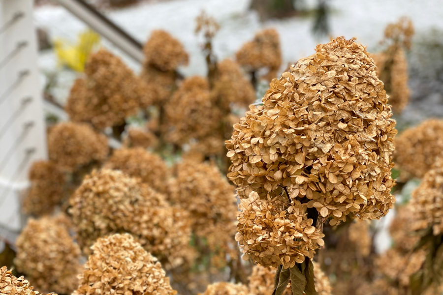 fall limelight flowers