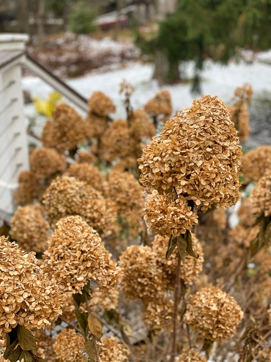 fall limelight flowers