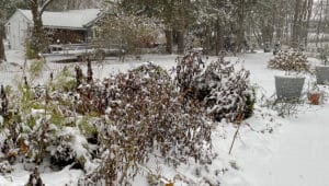 snowy fall garden