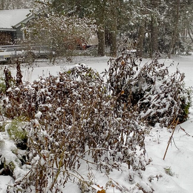 snowy fall garden