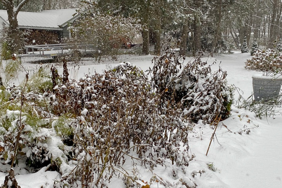 snowy fall garden