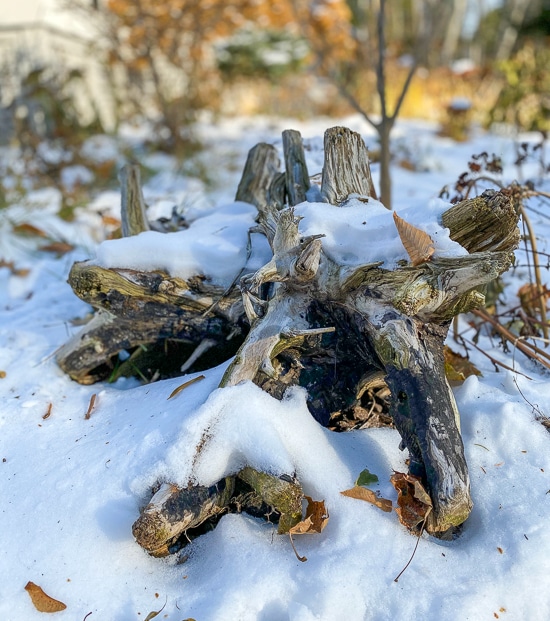 Driftwood covered in snow