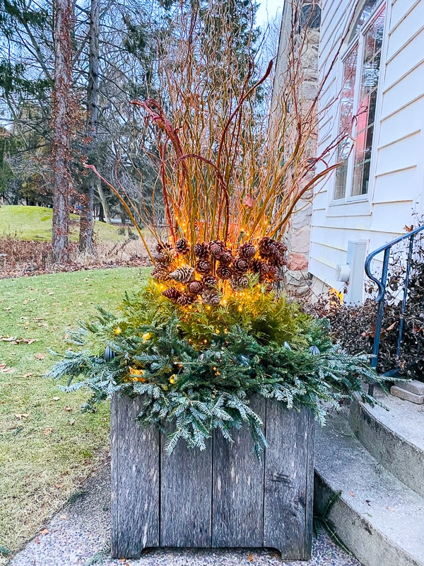 curly and fan willow container