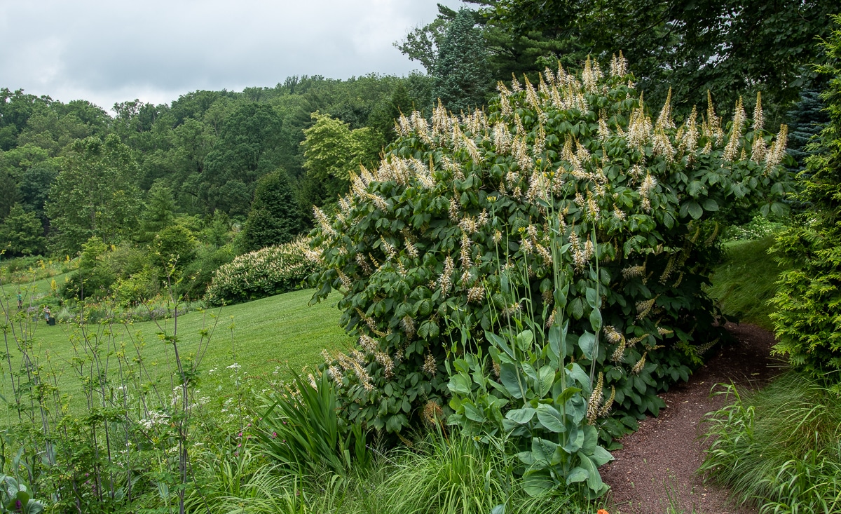 bottlebrush buckeye at Chanticleer