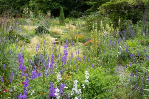 perennial planting