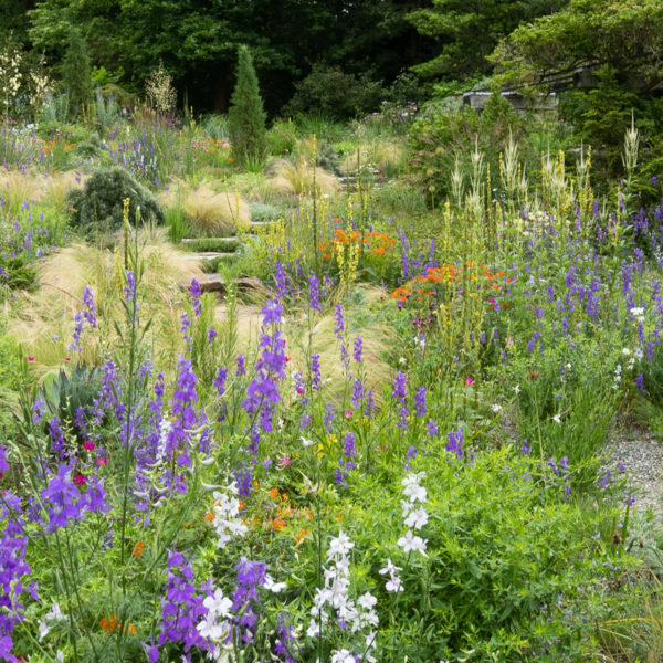 perennial planting