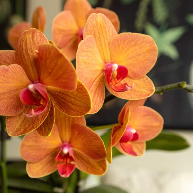 phalenopsis orchid