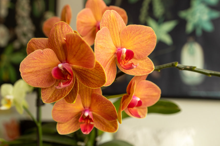 phalenopsis orchid