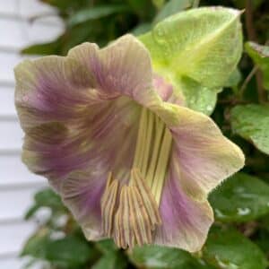 cup and saucer vine flower