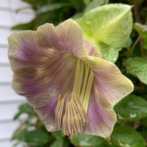 cup and saucer vine flower