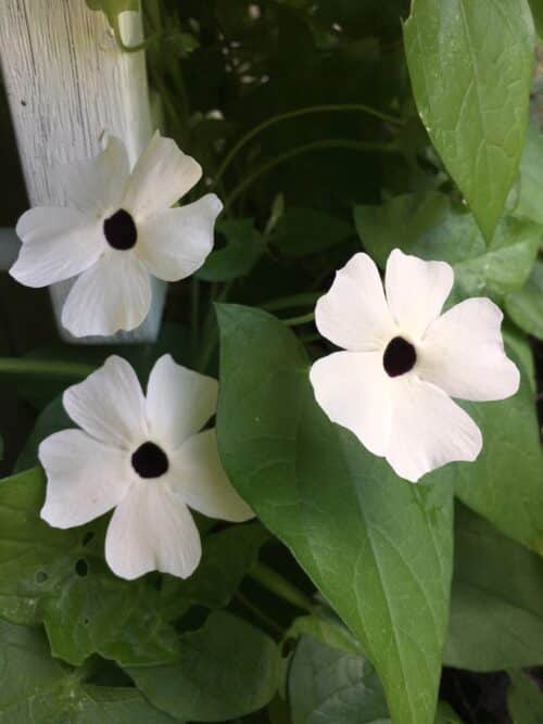 white Thunbergia