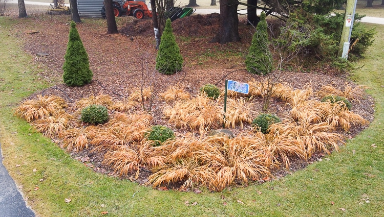 Hakonechloa macra 