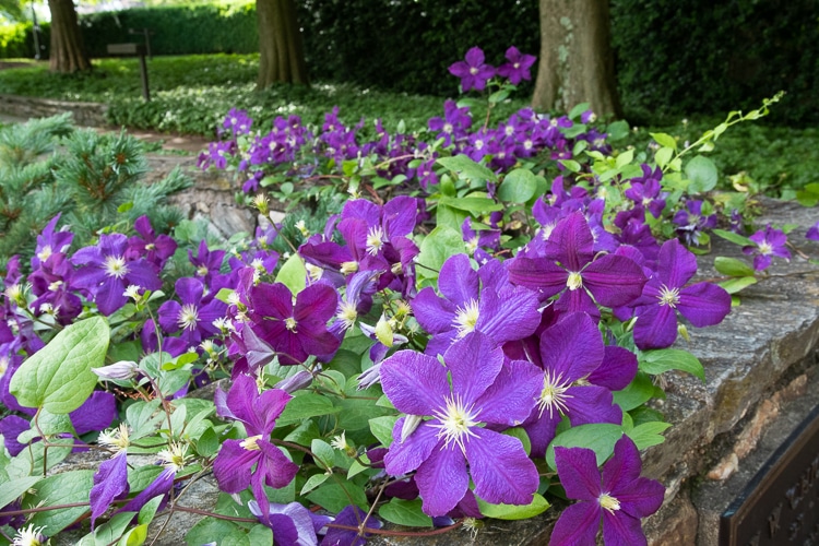 clematis on wall