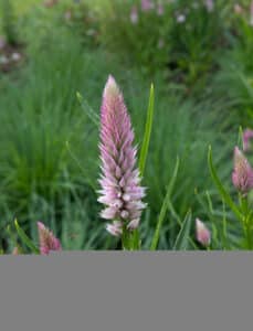celosia flamingo feather