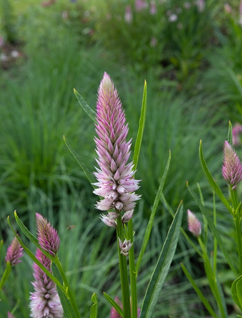 celosia flamingo feather