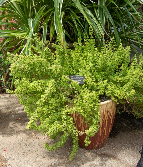 lemon scented geranium