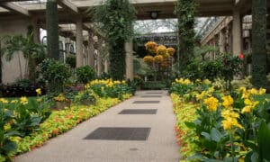 longwood border