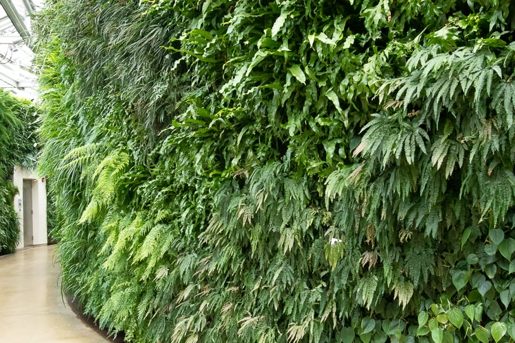 green wall