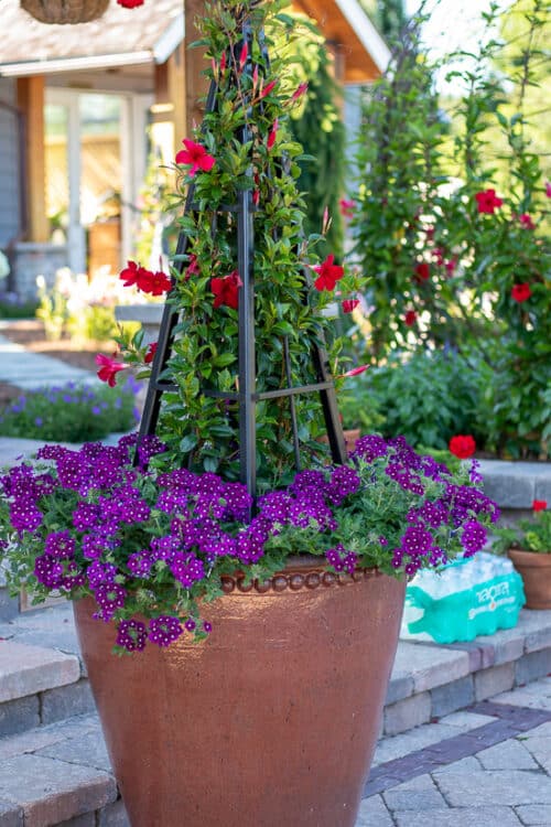 mandevilla in container