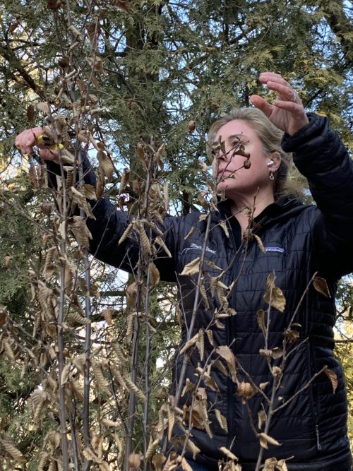 hornbeam pruning