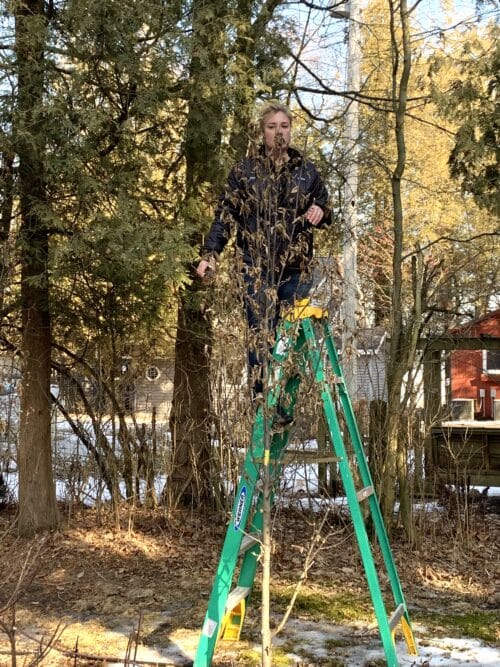 hornbeam pruning