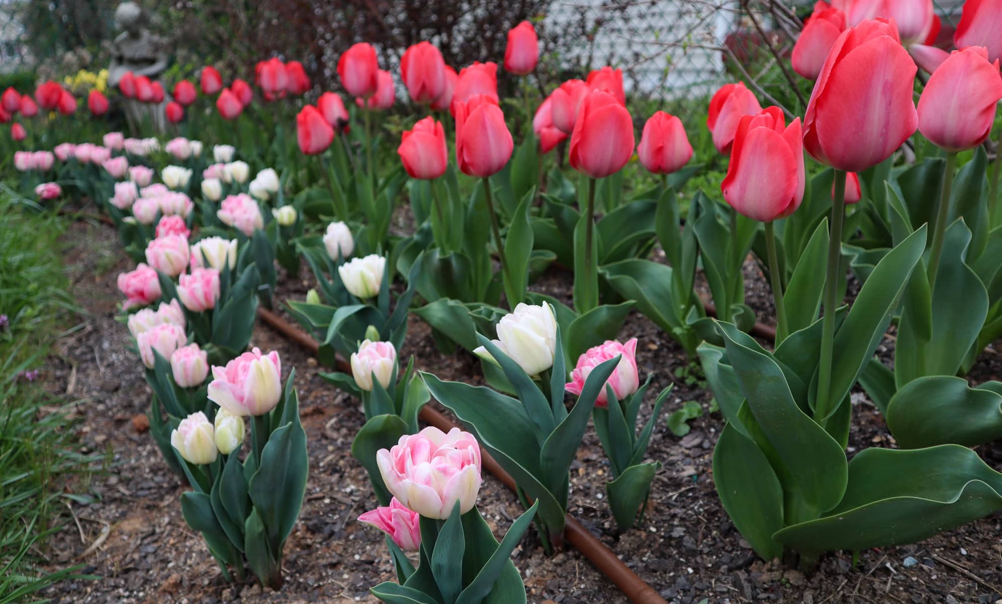 Short-flowering bulbs got you down? | The Impatient Gardener