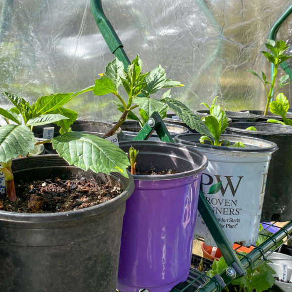 dahlias in pots