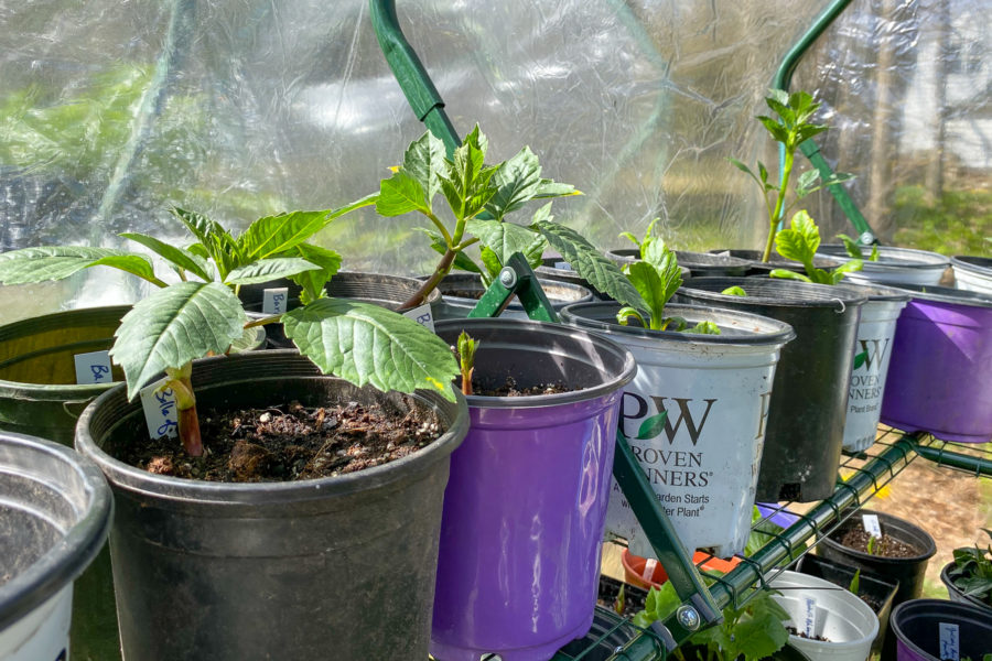 dahlias in pots