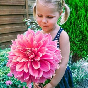 islander dahlia