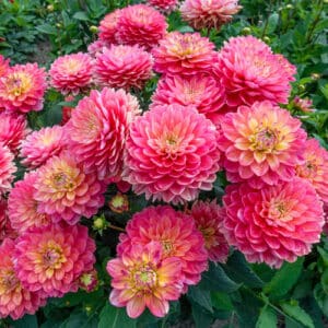 Melody allegro dahlia