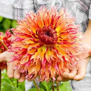 Myrtle's Folly dahlia