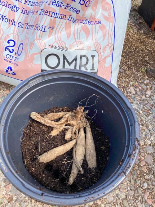 potting up dahlias