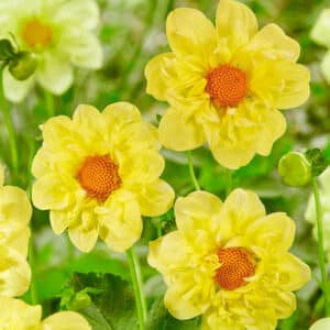Yellow Bird Dahlia