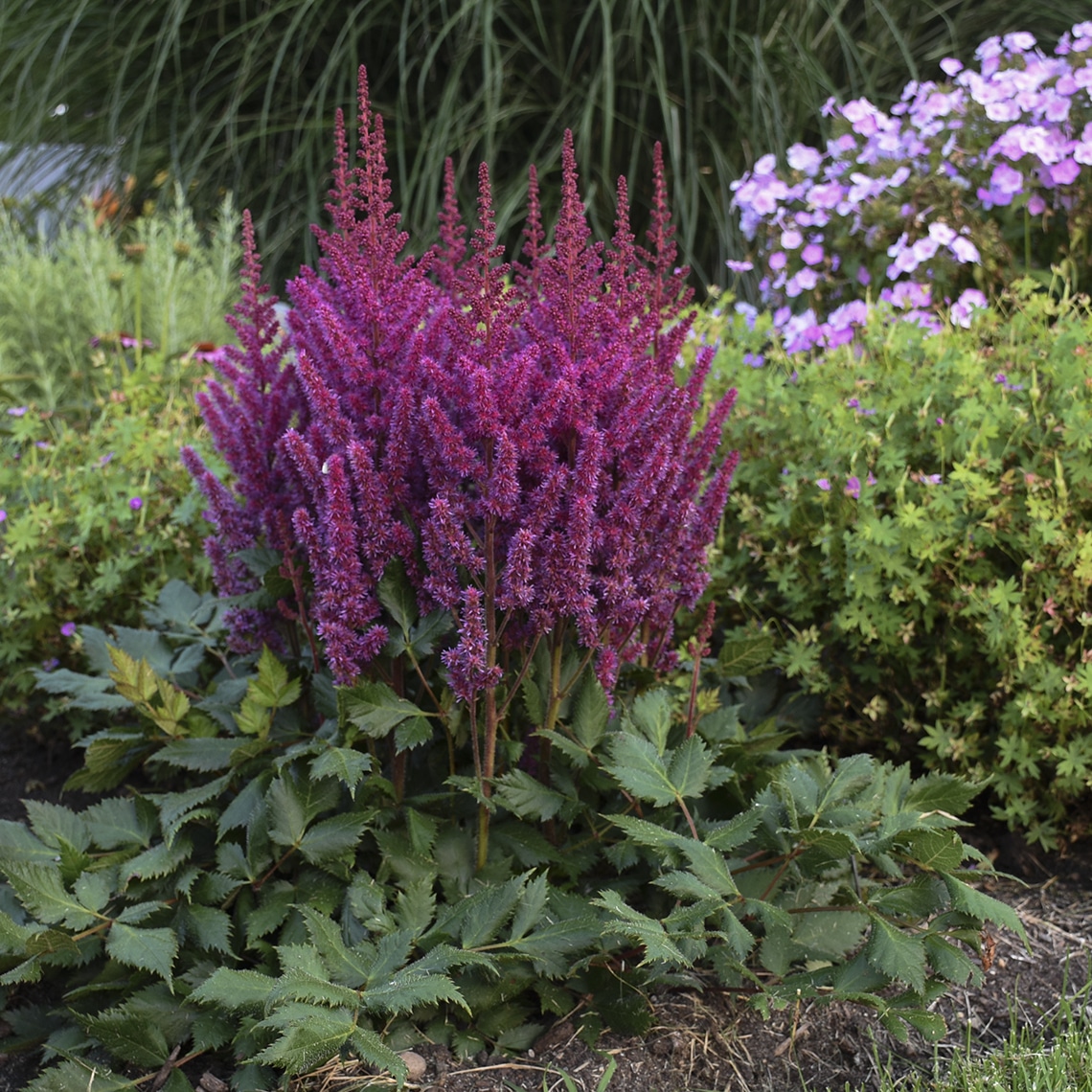 Visions Of Red Astilbe